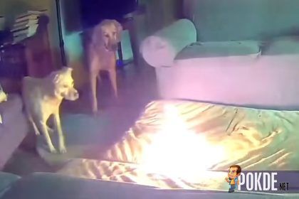 PSA: Keep Your Power Banks Away From Pets - 17