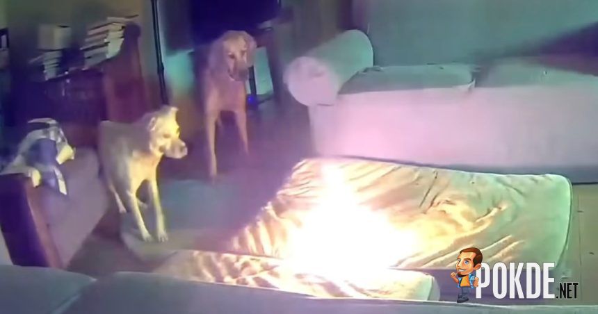 PSA: Keep Your Power Banks Away From Pets - 13